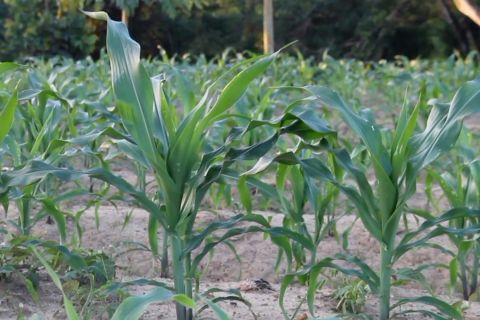 Kaltim siapkan tiga kabupaten sebagai lumbung pangan untuk IKN