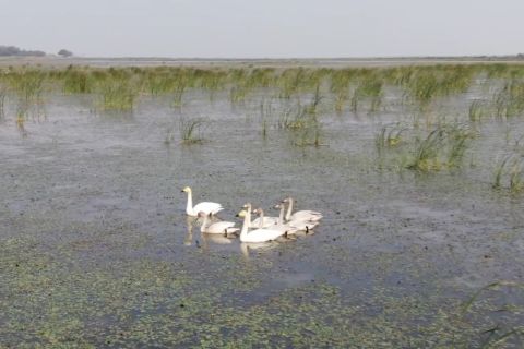 Provinsi Hunan di China tingkatkan upaya untuk lindungi burung migran