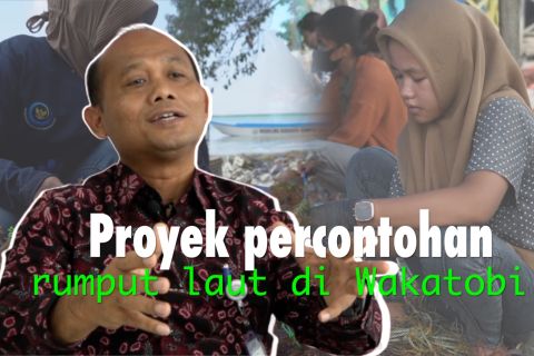 Proyek percontohan rumput laut di Wakatobi yang ramah lingkungan