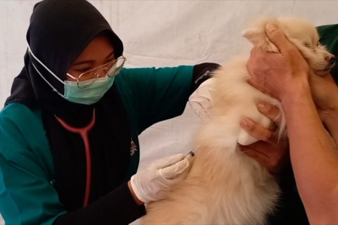 Rabies di NTT capai 1.823 kasus, Menko PMK tetapkan sejumlah langkah