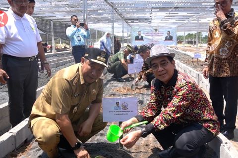 Pemerintah luncurkan 3,2 juta bibit pisang untuk penggerak ekonomi