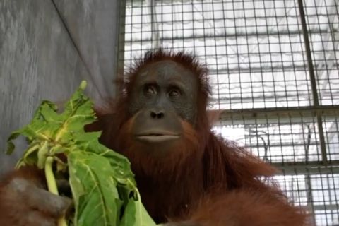 Sebanyak 130 orang utan di Kaltim telah kembali ke alam