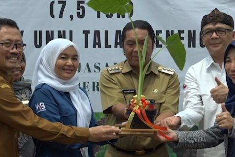Daun talas beneng Banten rambah pasar Amerika Serikat