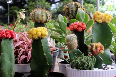 Tunjukkan potensi, Kalbar gelar Festival Buah dan Florikultura 2023