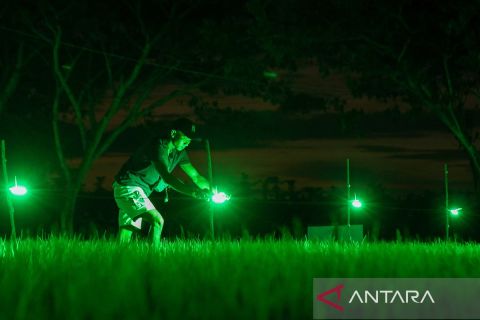 Penggunaan lampu hijau tingkatkan produksi bawang merah