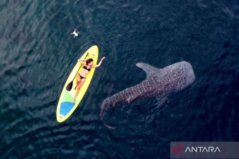 Wisata hiu paus di Gorontalo