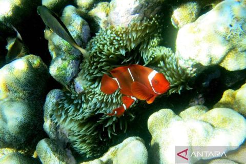 Keindahan kawasan wisata taman laut Olele