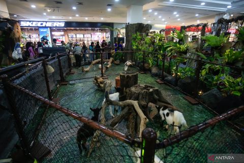 Melihat keseruan kebun binatang masuk mal di Yogyakarta