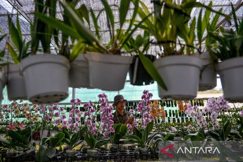 Pembibitan tujuh jenis anggrek di Sumedang
