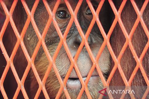 Indonesia pulangkan tiga orang utan dari Thailand