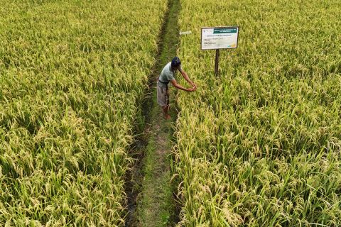 Budidaya Padi Organik Binaan PT Vale Indonesia