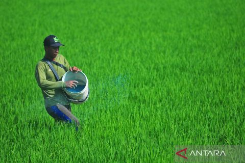 Target produksi beras 2024 capai 35 juta ton