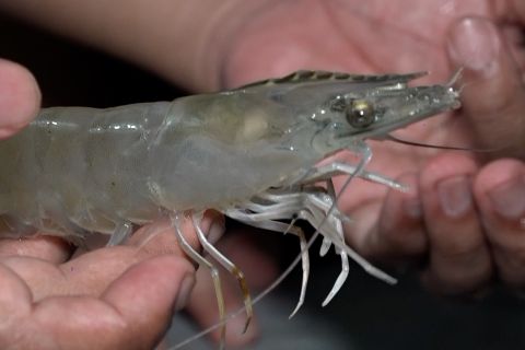 Membangun warisan perikanan Indonesia dari sudut Pulau Dewata