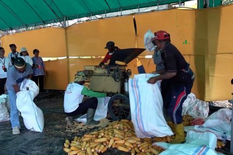 Data BPS ungkap baru 25 persen petani milenial Papua gunakan teknologi