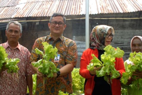 Kelurahan tanggap inflasi di Pangkalpinang panen 40 kg sayur