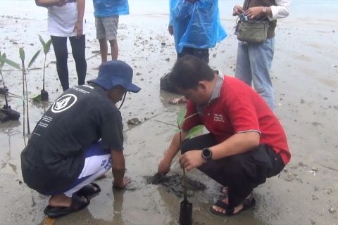 LKBN ANTARA Biro Maluku inisiasi tanam mangrove di HUT ke-86