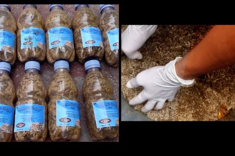 Peluang usaha maggot tinggi, Lapas Suliki berdayakan WBP