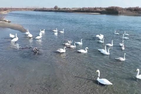 Melindungi burung dan angsa di Xinjiang