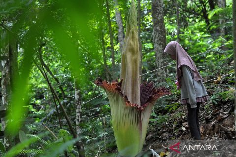 Penampakan bunga Amorphophallus titanum mekar sempurna di Kepahiang Bengkulu