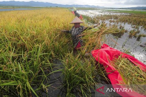 Banjir di Kerinci rendam ratusan hektare lahan pertanian