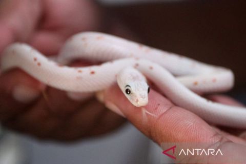 Budi daya ular tembus pasar mancanegara