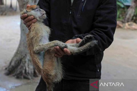 Hewan di kebun binatang Kota Rafah kekurangan makanan akibat konflik Palestina-Israel