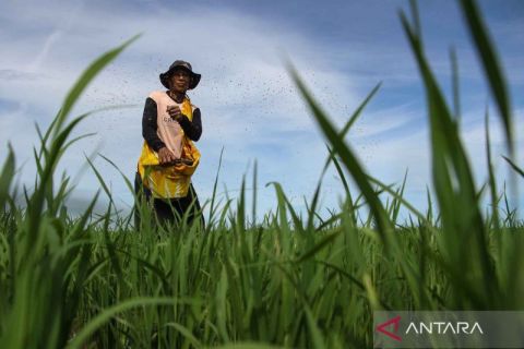 Penyediaan pupuk bersubsidi untuk meningkatkan produksi beras