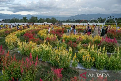 Libur Tahun Baru di Taman Bunga Sigi