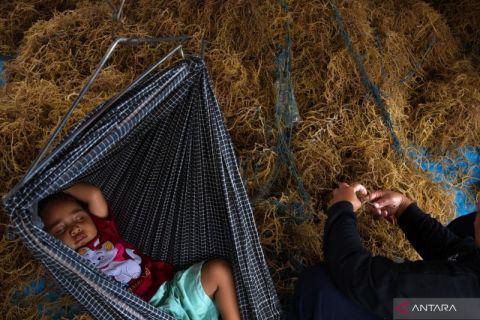 Produksi Naik Harga Rumput Laut Turun