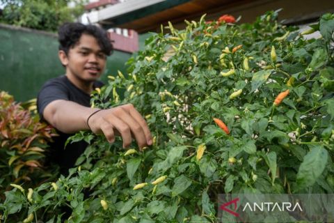 Gerakan tanam cabai di Palu