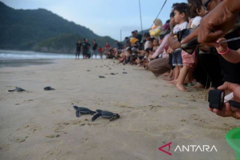 Pelepasliaran tukik di Aceh