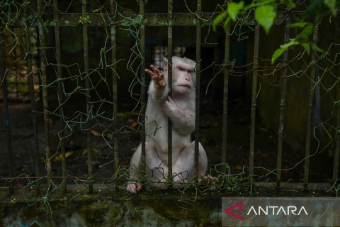 Kebun binatang Medan terbengkalai, begini kondisi satwanya