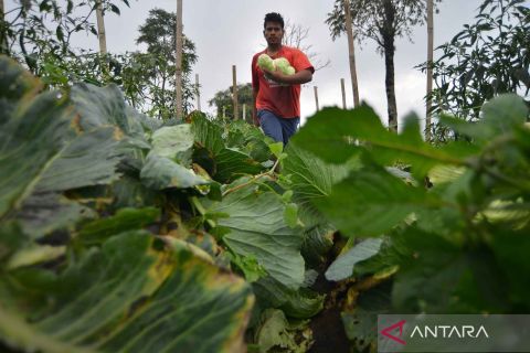 Ratusan hektare lahan pertanian terdampak abu vulkanik Marapi