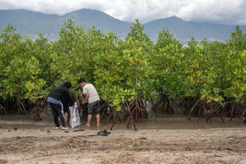 Pembersihan pantai di kawasan konservasi mangrove