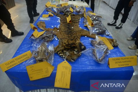 Pengungkapan kasus perdagangan kulit harimau di Aceh