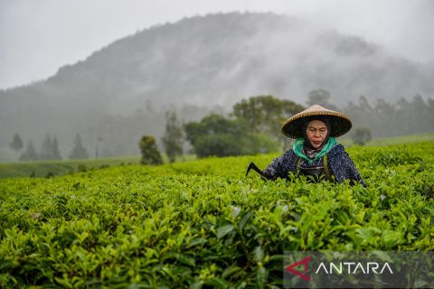 Kementan berencana meremajakan perkebunan teh untuk meningkatkan produktivitas