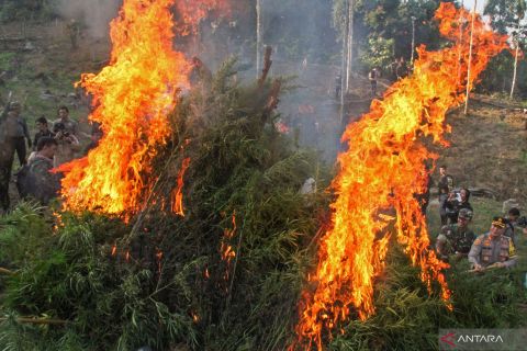 Operasi pemusnahan ladang ganja di Aceh Utara