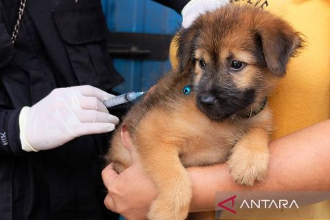Kota Denpasar berlakukan vaksinasi rabies sisten jemput bola