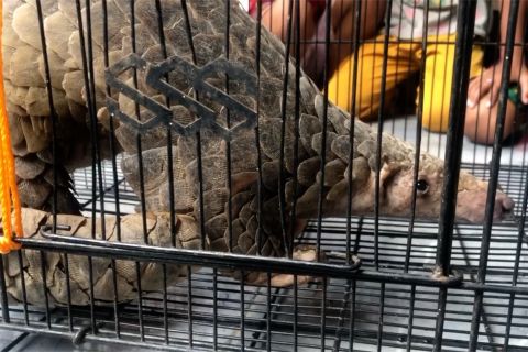 BKSDA evakuasi Trenggiling di pemukiman warga