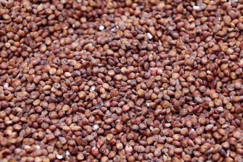 Sorgum, harapan baru petani lokal di Pontianak