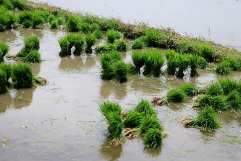 Kementan tambah subsidi pupuk petani di NTB