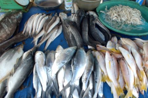 Komoditas ikan sumbang deflasi 0,04 persen di Babel