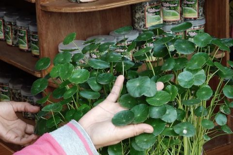 KWT D'Shafa Malakasari olah daun pegagan jadi rupiah