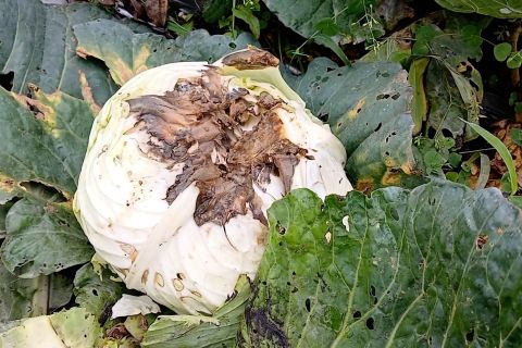 Perkebunan sayur di kawasan Gunung Marapi rusak dampak abu vulkanik