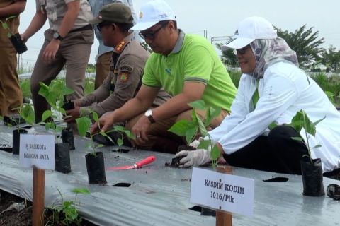 Pesan Pj Wali Kota Palangka Raya pada gerakan tanam cabai dan padi