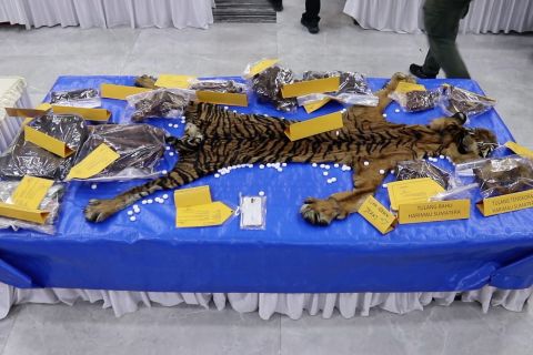 Polisi tangkap ASN penjual kulit harimau di Aceh Timur