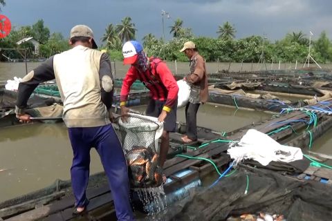 Genjot produktivitas perikanan, DKP3 Banjarmasin tambah pokdakan
