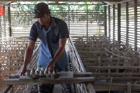 Kalsel siap suplai daging itik dan ayam potong untuk kebutuhan IKN