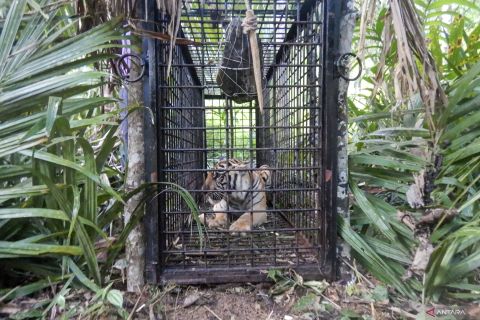 Harimau sumatera kena perangkap di Aceh Selatan
