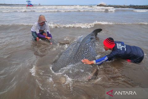 Hiu tutul terperangkap jaring nelayan di Jepara